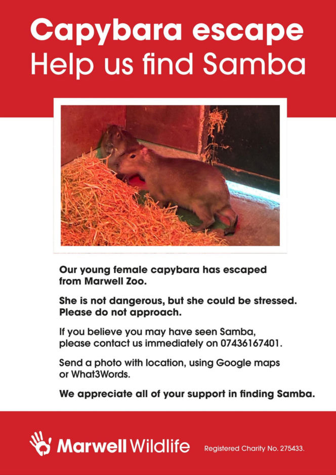 Kapibara uciekła z zoo
