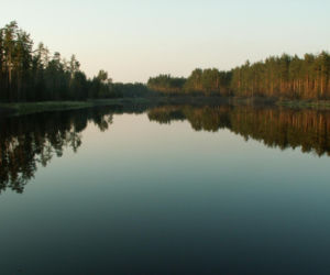 Puszcza Solska