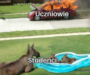 Memy o szkole 2020. Nauka u dobie koronawirusa. Żarty z nowej sytuacji 