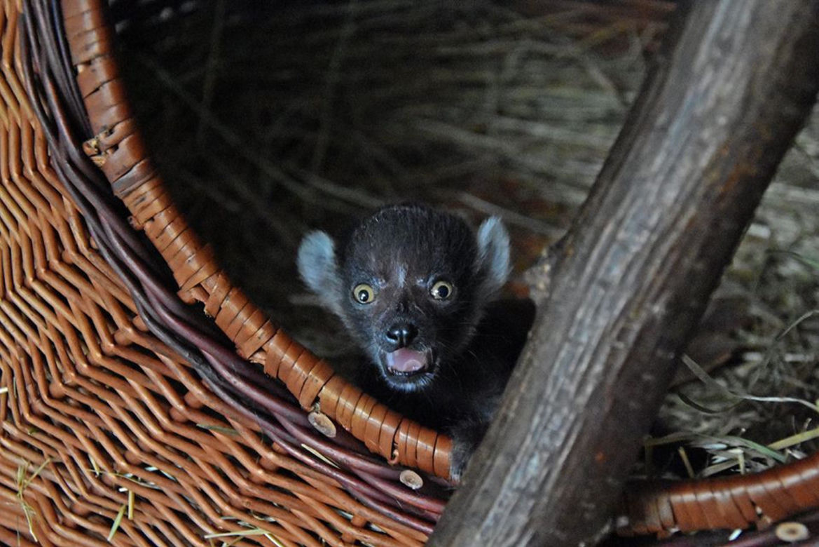 Najstarsza matka wśród lemurów