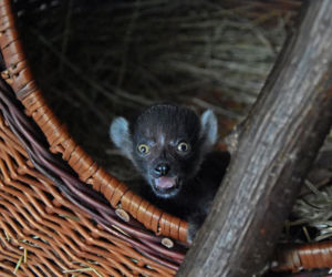 Najstarsza matka wśród lemurów