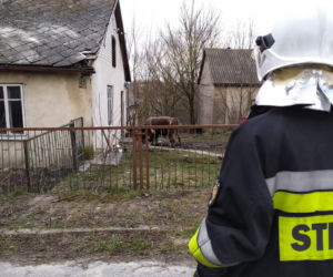 Byk zabił gospodarza bo wystraszył się kundelka