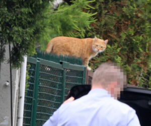 Koty Jarka nas terroryzują