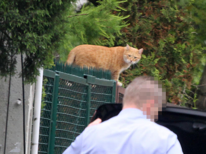 Koty Jarka nas terroryzują