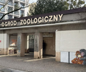 Artysta namalował mural z małpką Punch i wpadł w kłopoty! Zaskakujący finał