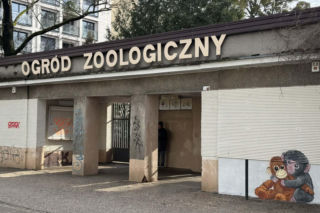 Artysta namalował mural z małpką Punch i wpadł w kłopoty! Zaskakujący finał