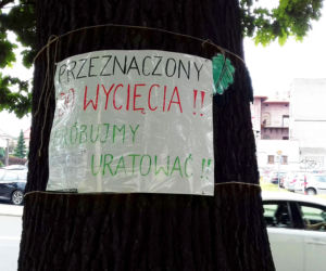 200-letni dąb w Rzeszowie uratowany przez mieszkańców