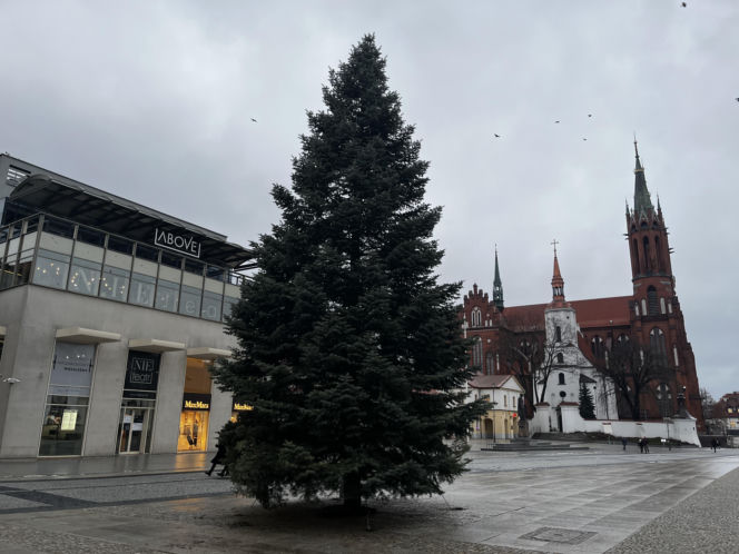 Wielki choinka stanęła na Rynku Kościuszki