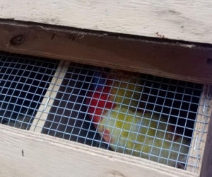 Kolorowe papugi przemycane w walizce! Jedna nie przeżyła transportu