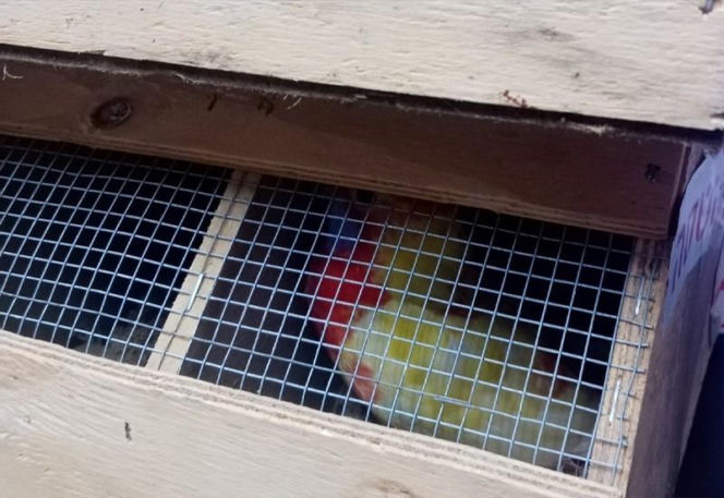 Kolorowe papugi przemycane w walizce! Jedna nie przeżyła transportu