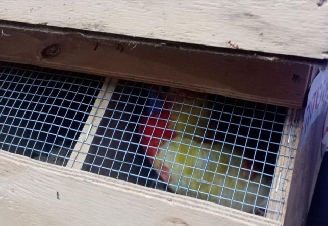 Kolorowe papugi przemycane w walizce! Jedna nie przeżyła transportu