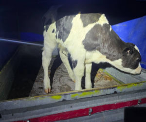 Szokujący incydent na drodze. Z dostawczaka wypadło cielę! Kierowca nawet nie zauważył