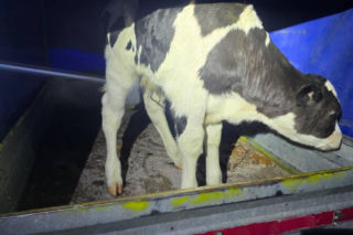 Szokujący incydent na drodze. Z dostawczaka wypadło cielę! Kierowca nawet nie zauważył