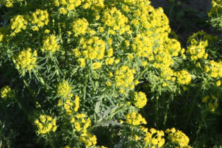 Wilczomlecz migdałolistny - Euphorbia amygdaloides