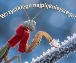 Świąteczne wierszyki na Boże Narodzenie 2025: lekkie, rymowane i idealne do wysłania SMS-em