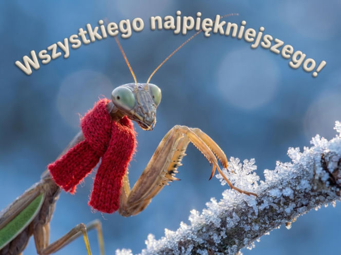 Świąteczne wierszyki na Boże Narodzenie 2025: lekkie, rymowane i idealne do wysłania SMS-em