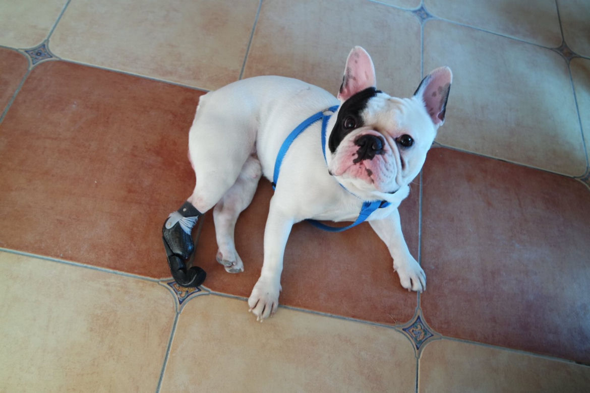 Figo pirat