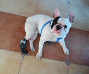 Figo pirat