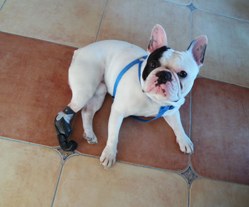 Figo pirat