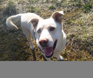 NIKT NIE CHCE PRZYGARNĄĆ PSA Z HETEROCHROMIĄ