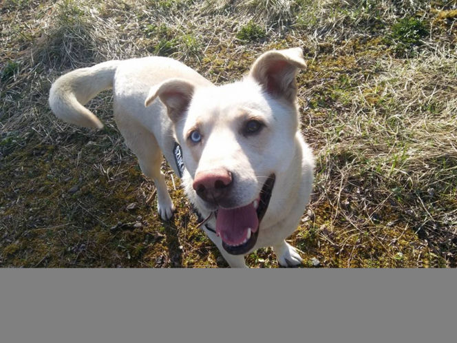 NIKT NIE CHCE PRZYGARNĄĆ PSA Z HETEROCHROMIĄ