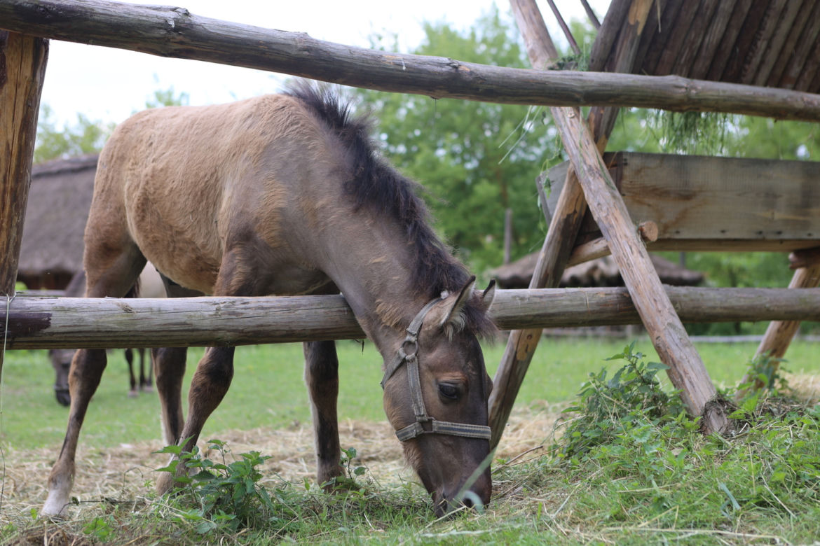Skansen w Lublinie zachwyca w słoneczny letni dzień!