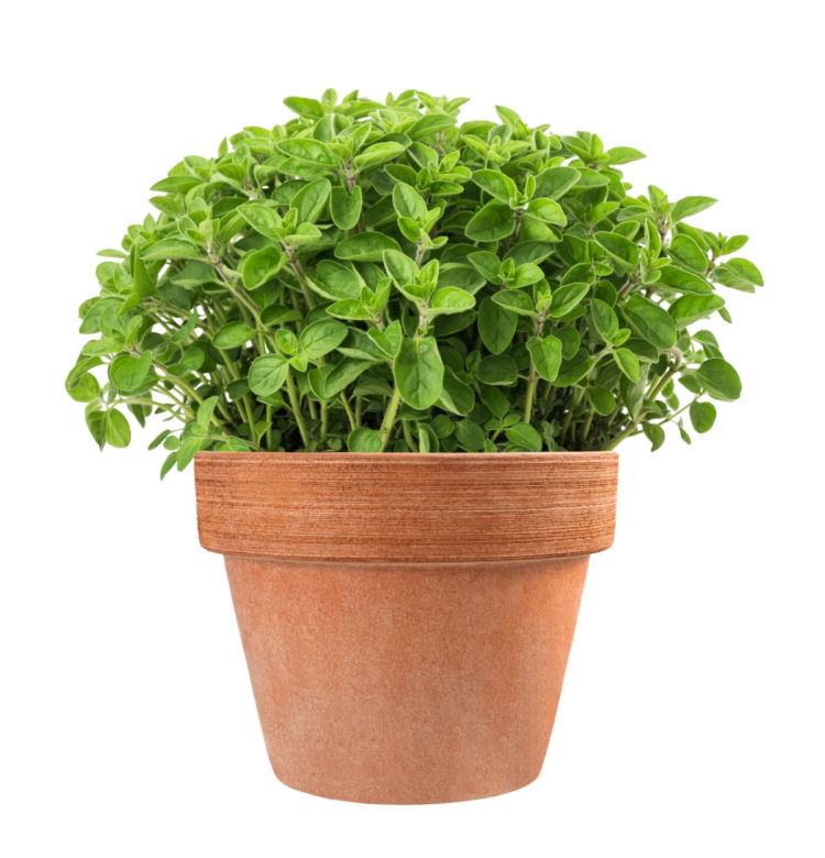 Oregano