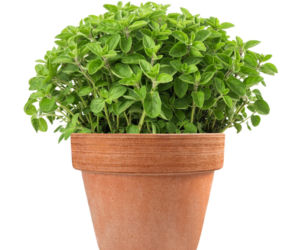 Oregano