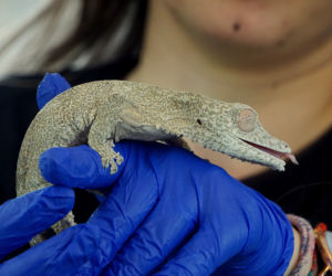 Gekony Henkela we wrocławskim zoo