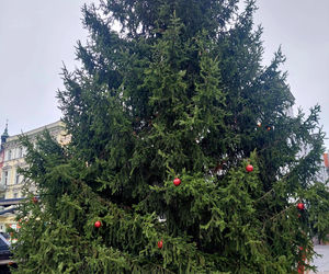 Choinka stoi. Most Staromiejski się stroi. Bydgoszcz rozbłyśnie już 21 listopada 2025. Rusza Bydgoski Jarmark Świąteczny