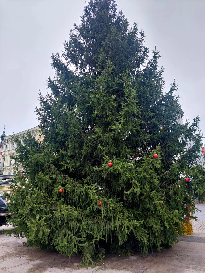 Choinka stoi. Most Staromiejski się stroi. Bydgoszcz rozbłyśnie już 21 listopada 2025. Rusza Bydgoski Jarmark Świąteczny