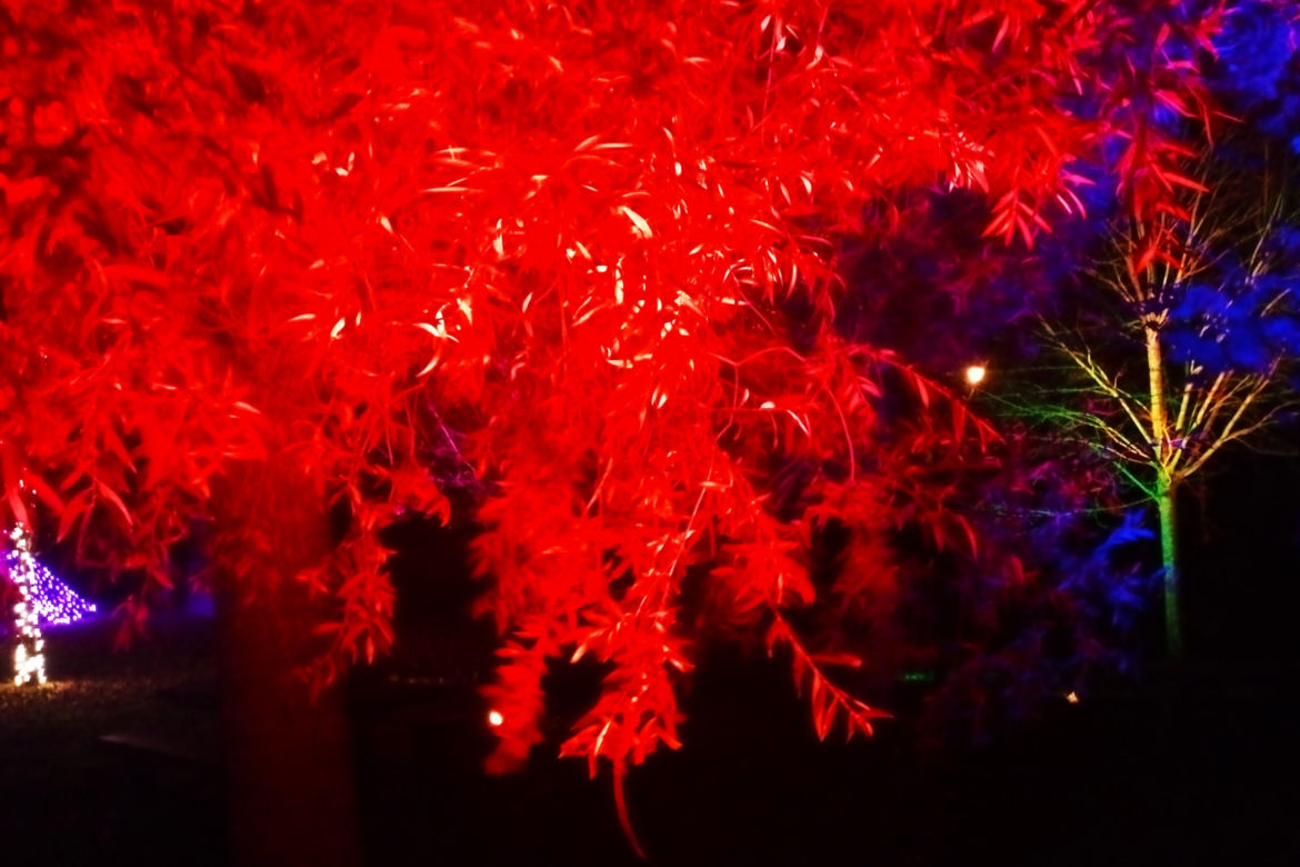 Garden of Lights w Szczecinie