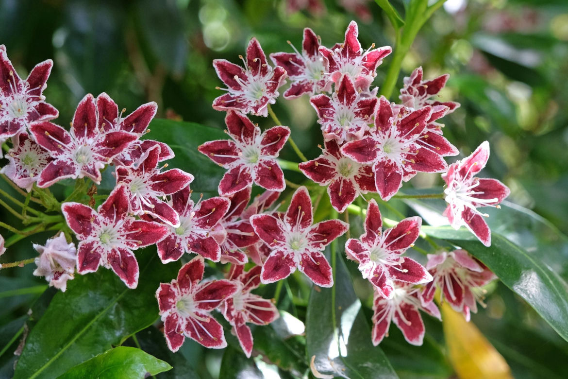 Kalmia