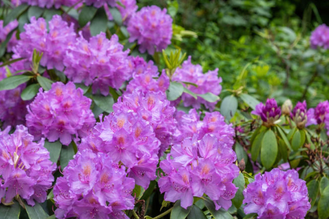 Koniecznie przed końcem października zrób to z rododendronem na działce. Jest to konieczne, jeżeli chcesz za rok ujrzeć kwiaty, zamiast suchych badyli. Jesienna pielęgnacja różaneczników