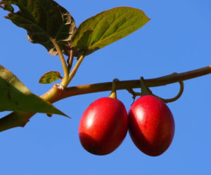 Ten egzotyczny owoc przywędrował z Ameryki Południowej. Wspiera odporność, a do tego ma niski indeks glikemiczny