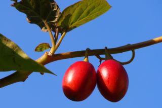 Ten egzotyczny owoc przywędrował z Ameryki Południowej. Wspiera odporność, a do tego ma niski indeks glikemiczny