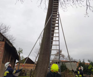 Czarny kot ugrzązł na drzewie w piątek 13