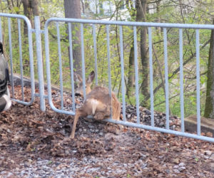 Piękna sarenka utknęła w ogrodzeniu. Przerażone zwierzę nie potrafiło wydostać się z pułapki