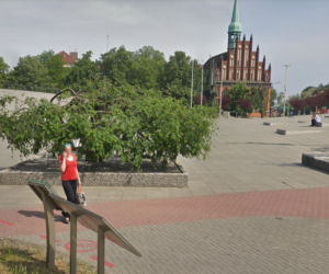 Charakterystyczne drzewko na placu Solidarności