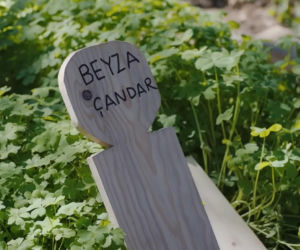 Panna młoda odc. 461. Grób Beyzy