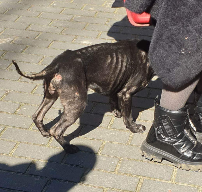 Psy mdlały z wychudzenia i potykały się o własne łapy. „Obraz nędzy i rozpaczy”