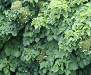 Hortensja pnąca