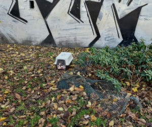 Te interwencje łódzkiego Animal Patrolu łamią serce...