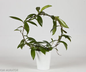 Hoja