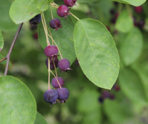 Świdośliwa