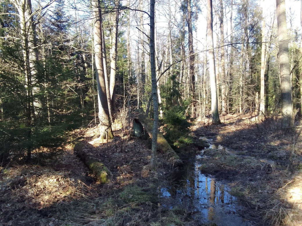 Bliżyńskie Lasy Naturalne