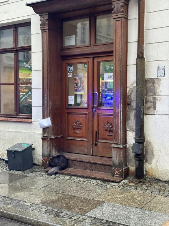 Przestraszone zwierzę wtuliło się w schody przed sklepem