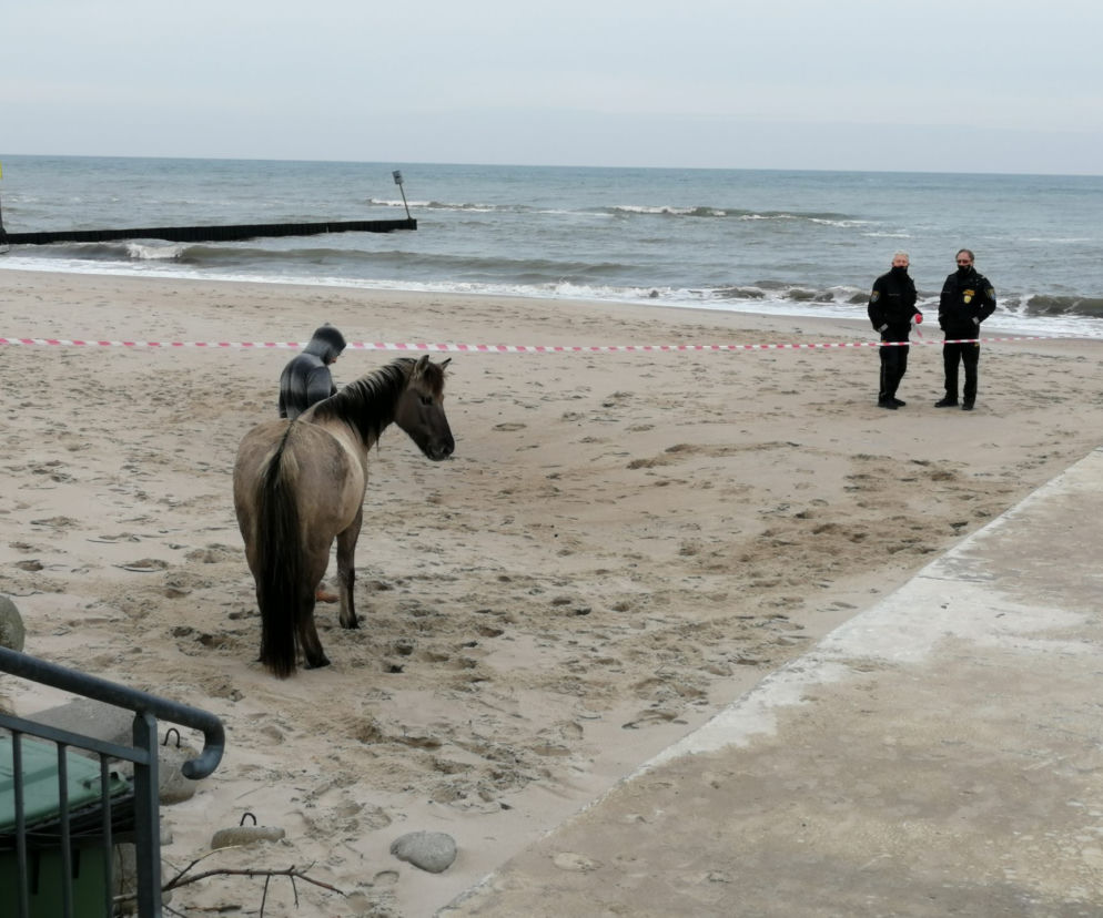 Kołobrzeg. Koń - uciekinier wybrał się na spacer nad Bałtykiem. Straż Miejska kazała mu zejść z plaży