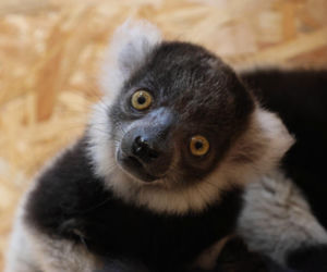 W zoo wydarzył się prawdziwy cud! Takie narodziny zdarzają się niezwykle rzadko
