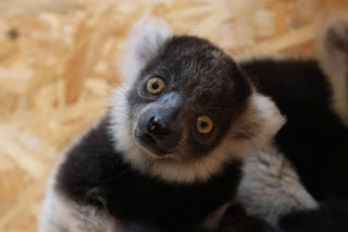 W zoo wydarzył się prawdziwy cud! Takie narodziny zdarzają się niezwykle rzadko